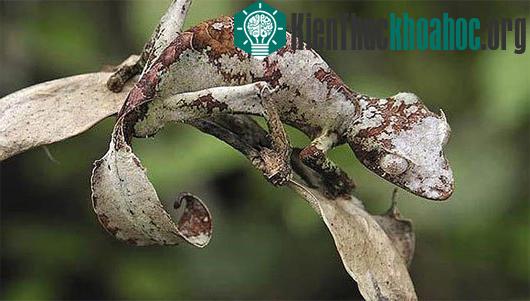 Kinh ngạc với bộ dạng của "quái vật quỷ sa tăng"