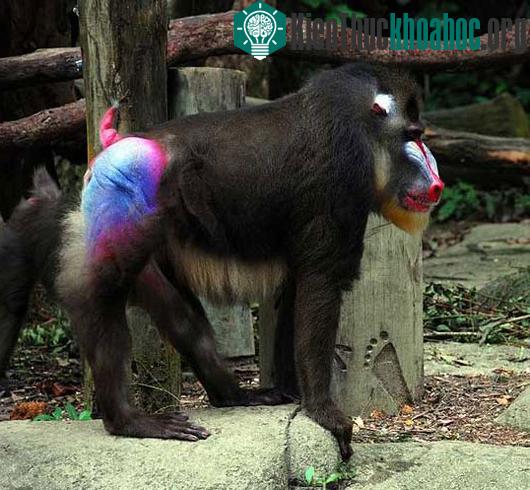 Khỉ mandrill với khuôn mặt đa sắc có thể sống trong bầy đàn nhiều đến 800 con