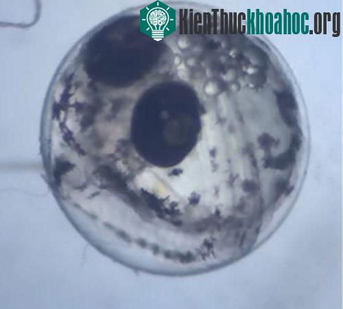Phôi cá Cầu vồng chỉ sau 4 ngày đã đánh hơi được mùi kẻ thù. (Ảnh: Phy.sorg)