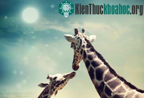 Những bí mật về hươu cao cổ ảnh 0