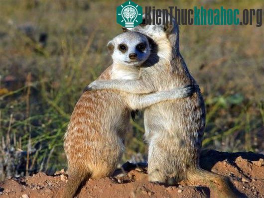 Khi mang thai, các con chồn cái meerkat thống trị trong đàn sẽ tích cực loại bỏ những phần tử chống đối. (Ảnh: nationalgeographic.com)