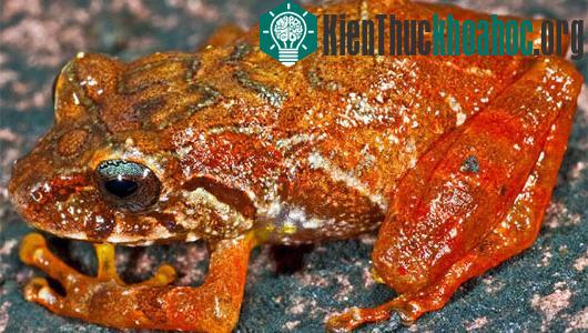 Loài ếch mới được phát hiện Pristimantis jamescameroni. (Ảnh: Philippe Kok)