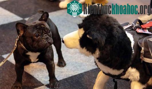 Hành động vẫy đuôi có thể cho biết các biểu hiện cảm xúc khác nhau của loài chó. (Ảnh: Upi)