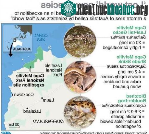 Hình ảnh ba loài có xương sống mới được phát hiện ở Australia.