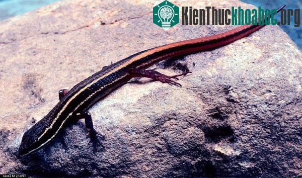 Thằn lằn Cercosaura hypnoides - Colombia