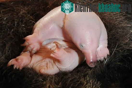 Thú lông nhím mỏ ngắn con mang hình dáng xấu xí và có phần đáng sợ.
