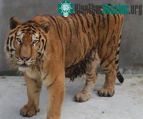 Cọp Taegeuk tại Sở thú Everland là đối tượng được dùng để giải mã bộ gene&nbsp;- (Ảnh: Everland Zoo)