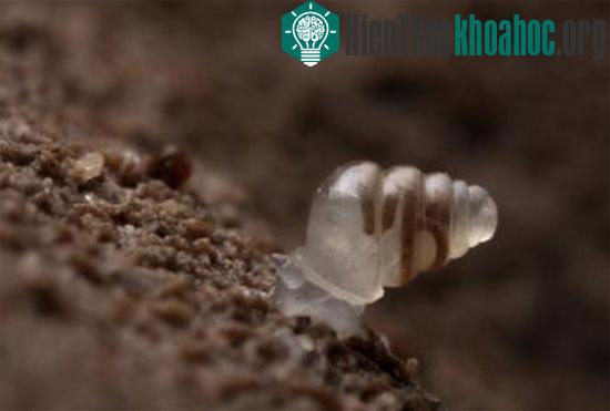 Ốc Zospeum tholussum vỏ trong suốt vừa được phát hiện