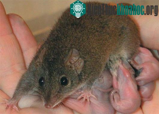 Con cái Antechinus chăm con còn các tính nhân của nó đều đã chết vì kiệt sức sau giao phối. (Ảnh: Livescience)