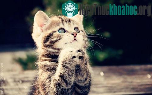 10 loài động vật được đưa lên vũ trụ ảnh 0