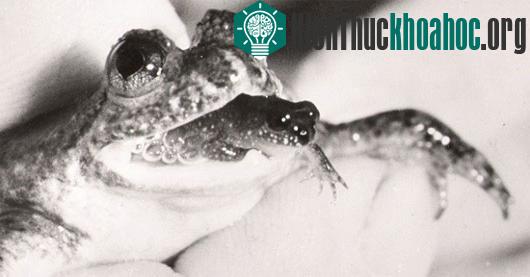 Khi dạ dày chúng đã chứa đầy trứng, trứng sẽ được kéo thẳng xuống tử cung và sau khi trứng nở, ếch con sẽ được nôn ra qua đường miệng