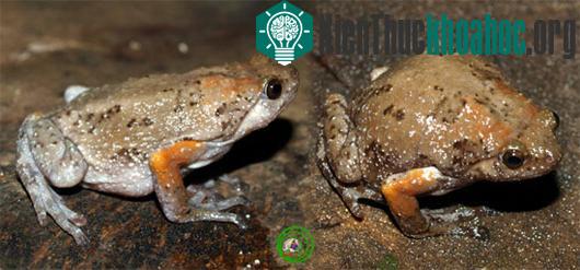 Ễnh ương Đông Dương Kaloula indochinensis. (Ảnh: Phùng Mỹ Trung)