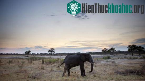 Một con voi châu Phi ở công viên quốc gia Hwange, Zimbabwe. (Ảnh: AFP)