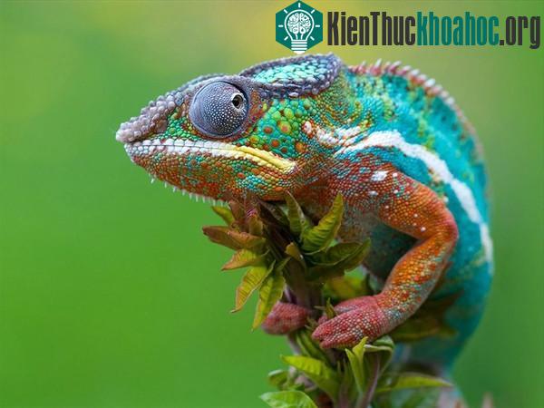 Loài tắc kè có khả năng "tự tắm rửa" siêu đặc biệt
