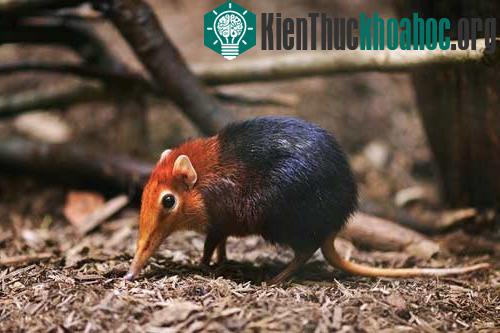 Thông tin khoa học đã chứng minh sự tồn tại của giống chuột có hình dáng kỳ lạ này
