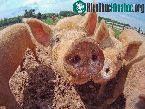 Phát hiện loài heo cũng biết đồng cảm như con người