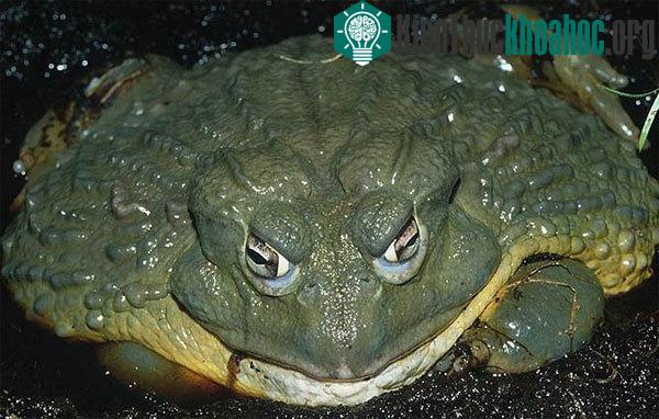 Ếch Goliath ở vùng đầm lầy Tây Phi là loài ếch lớn nhất thế giới. Chúng nặng tới 3kg và có kích cỡ của một chú chó con. (Ảnh: Listverse)