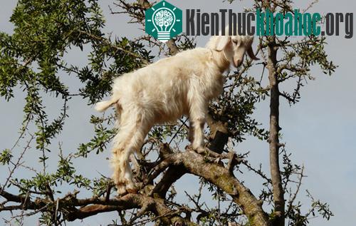 Một con dê đang tìm thực phẩm (lá và quả) trên cây Argan. (Ảnh: Cuno de Boer/flickr)
