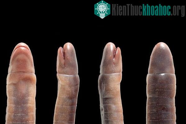 Cận cảnh bộ tộc giun không chân “bất hiếu” ăn thịt mẹ