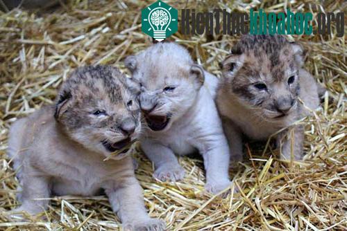 Sư tử lông trắng cùng hai con sư tử khác sinh cùng lứa. (Ảnh: Henry Doorly Zoo)