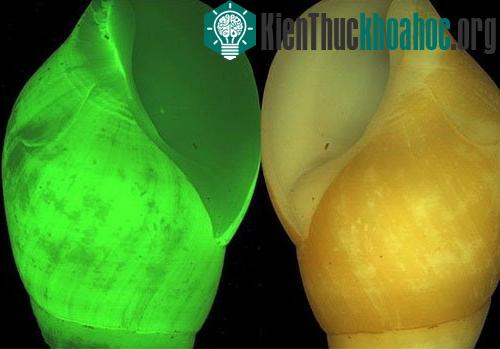 Ốc sên clusterwink tự phát quang sinh học. Chúng tạo ra ánh sáng nhấp nháy màu xanh lá cây khi bị quấy rầy hoặc đe dọa.