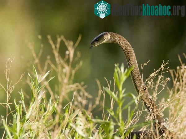 Với chiều dài từ 2,5 tới 4,45m, Mamba đen (Dendroaspis polylepis) là loài rắn bò nhanh nhất thế giới, đạt vận tốc 16 – 20km/h. (Ảnh: National Geographic)