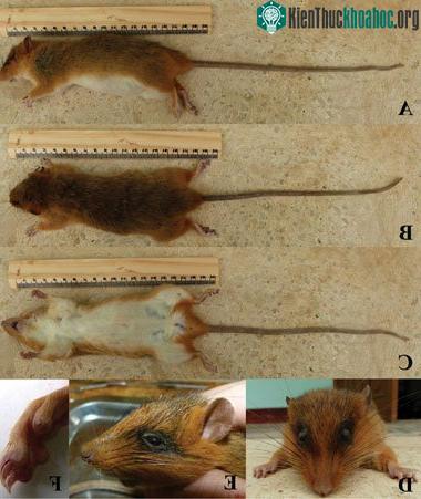 Loài Chiromyscus thomasi. A- mặt bên, B- mặt lưng, C- mặt bụng, D-đầu, nhìn trực diện, E- đầu, nhìn ngang, F-chân sau và móng. (Ảnh: ZooKeys)