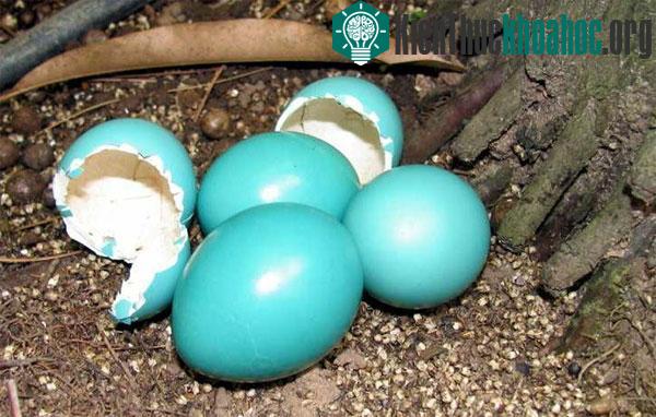 Trứng xanh của chim tinamou. (Ảnh: Discovery News)