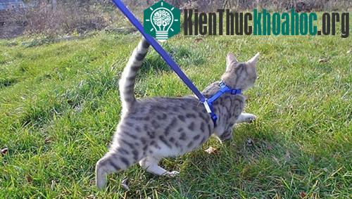 Khi đuôi một con mèo dựng thẳng đứng, chúng đang sự tự tin, hưng phấn hoặc hài lòng. Những con mèo thường chào đón chủ nuôi với đuôi dựng thẳng như muốn thể hiện tâm trạng hạnh phúc.