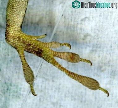 Chân thằn lằn đã tiến hóa to hơn và dài hơn