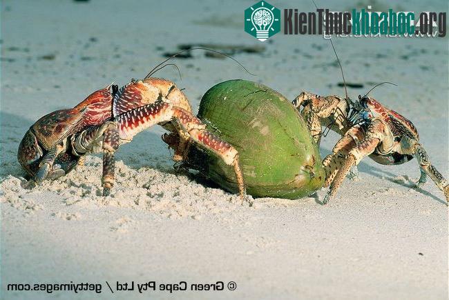 Quái vật cua khổng lồ, leo trèo, cướp giật nhanh như chớp ảnh 0