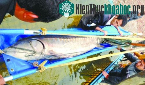 Con cá tầm nặng hơn 350 ở Trung Quốc. (Ảnh: Shanghaiist)