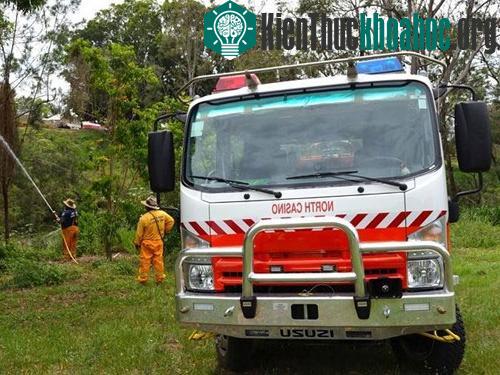 Lực lượng cứu hộ động vật SES giúp dọn xác dơi. (Ảnh: Daily Telegraph)