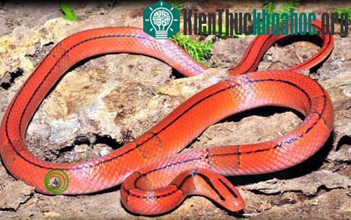 Vẻ đẹp của các loài rắn Việt Nam- ảnh 1