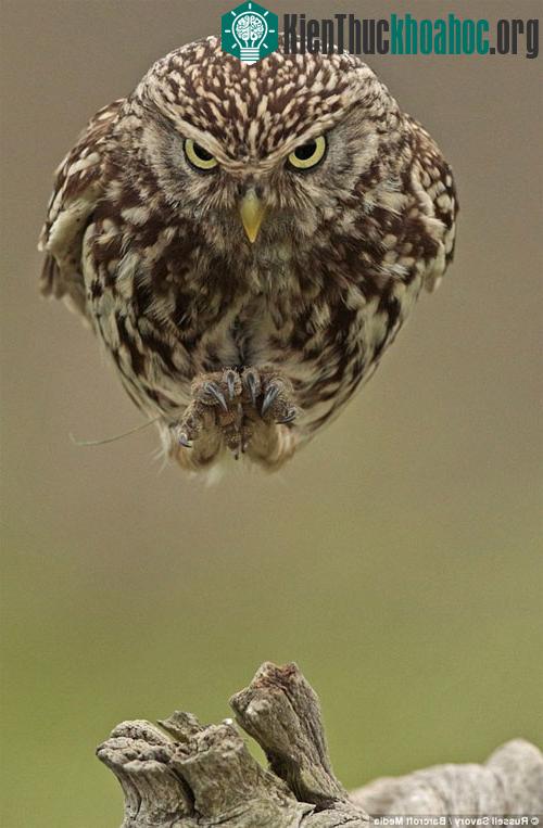 Angry Bird