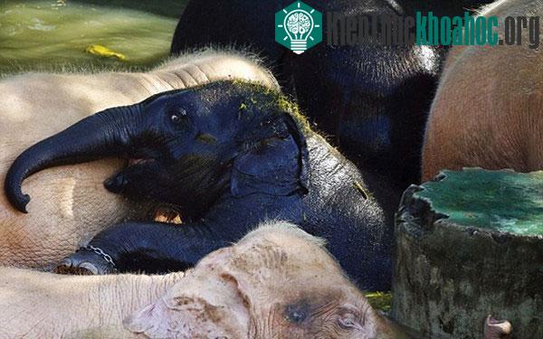 Chú voi đen "lạc đàn" thân thiết với bầy voi trắng