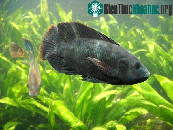 "Chuyện tình nước tiểu" có 1-0-2 của cá rô phi