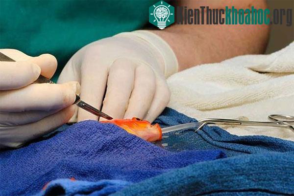 Ca phẫu thuật cho cá vàng kéo dài trong 45 phút với những công đoạn tỉ mỉ và đòi hỏi sự cẩn thận. (Ảnh: Lort Smith)