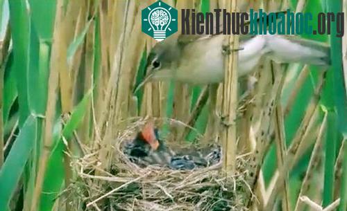 Chim chích mẹ mang thức ăn cho tu hú con Endynamis scolopacea. (Ảnh: Phùng Mỹ Trung)