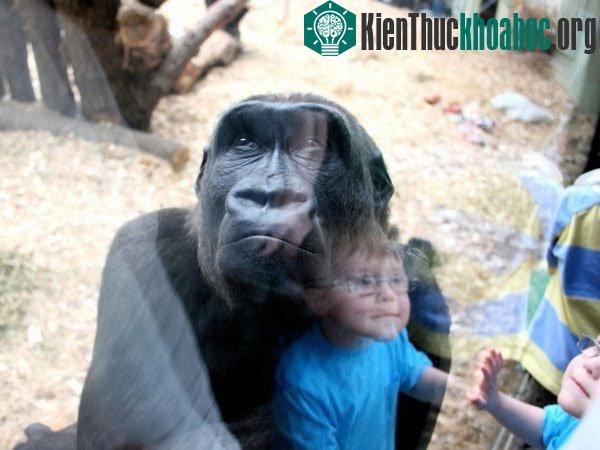 Con người lớn lên chậm hơn so với các loài linh trưởng. (Ảnh: Simon Thomas)