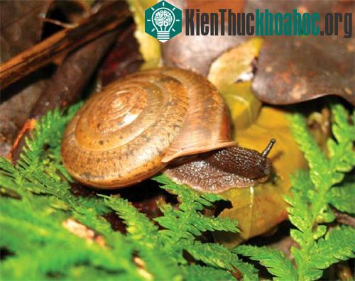 Ảnh: Sci News