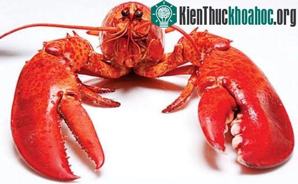 Top những động vật " trường thọ" mà bạn không ngờ tới