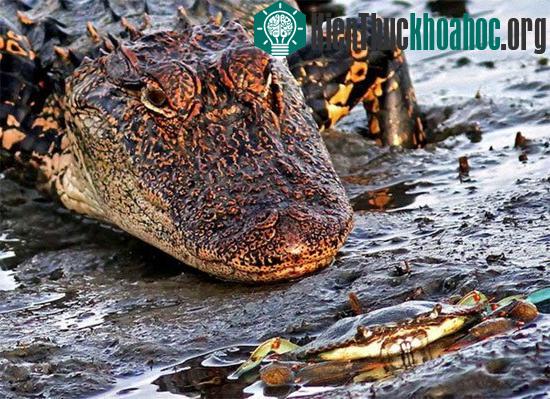 Cá sấu "bất lực" trước chú cua nhỏ bé