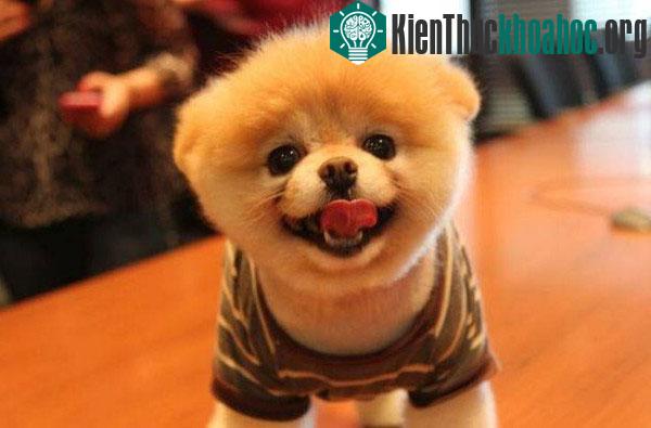 Chó cũng bi quan - lạc quan như người