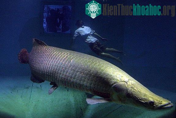 Arapaima, loài thủy quái nước ngọt lớn nhất Nam Mỹ. (Ảnh: Livescience)