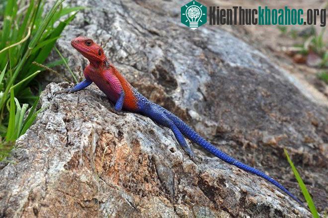 Thằn lằn Agama đầu đỏ là một trong số những loài bò sát đẹp nhất hành tinh. Với chiều dài từ 35 đến 38cm, Agama chủ yếu sống ở châu Phi. Màu sắc trên khuôn mặt và cơ thể của một con Agama đực trở n...