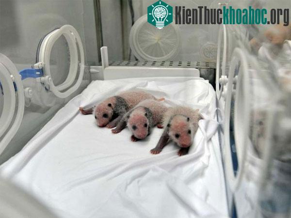 Ba chú gấu trúc sinh ba vừa chào đời cuối tháng 7. (Ảnh: AP)