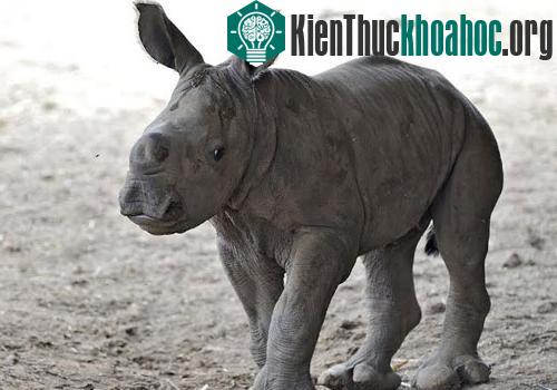 Các nhân viên vườn thú vui mừng trước sự chào đời của con tê giác cái. (Ảnh: Jpost)