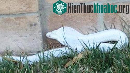 Con rắn hổ mang bạch tạng hiếm được phát hiện ở Mỹ. (Ảnh: County of LA Department of Animal Care and Control)