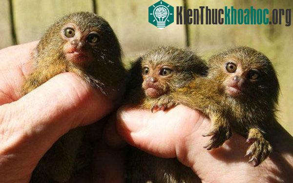 Ca sinh ba lần đầu tiên của loài khỉ nhỏ nhất thế giới